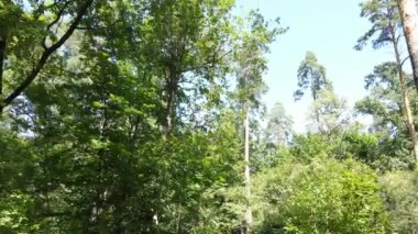 gün boyunca ormandaki ağaçlar