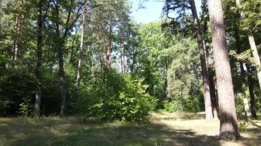 gün boyunca ormandaki ağaçlar