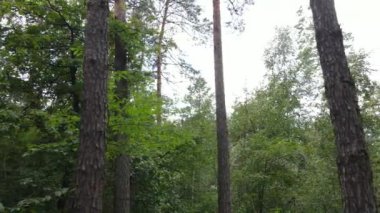 gün boyunca ormandaki ağaçlar