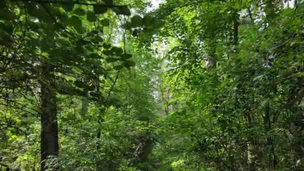 Vue au ralenti de la forêt verte de jour — Video