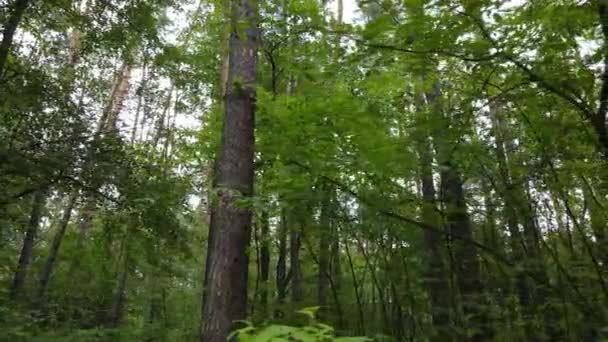 하루 동안 숲에서 나무 — 비디오