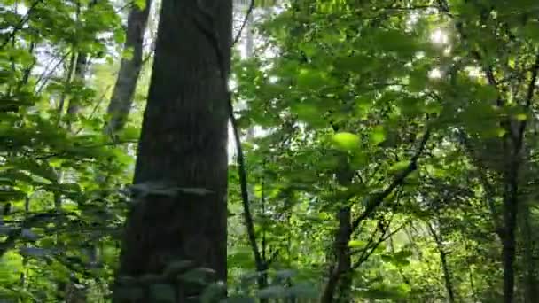 Gün boyunca ormandaki ağaçlar — Stok video