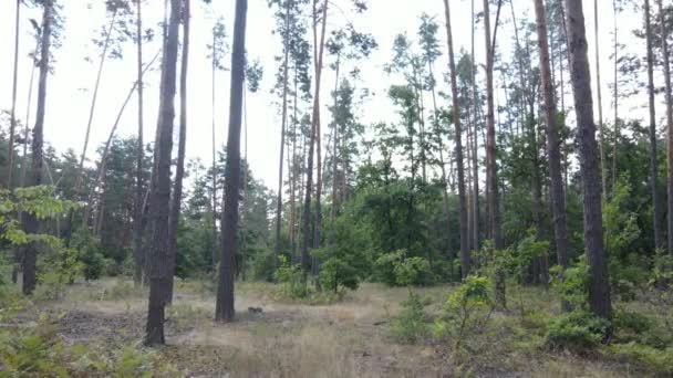 Träden i skogen under dagen — Stockvideo