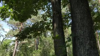 gün boyunca ormandaki ağaçlar