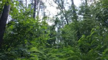 gün boyunca ormandaki ağaçlar