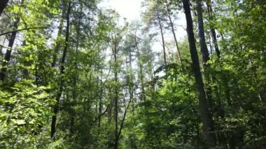 gün boyunca ormandaki ağaçlar