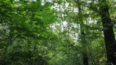 gün boyunca ormandaki ağaçlar