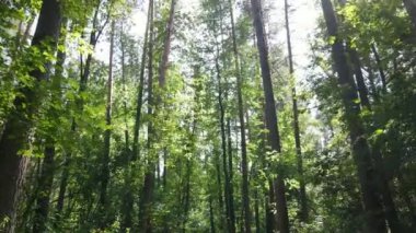 gün boyunca ormandaki ağaçlar