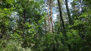 gün boyunca ormandaki ağaçlar