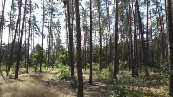 Bomen in het forest gedurende de dag — Stockvideo