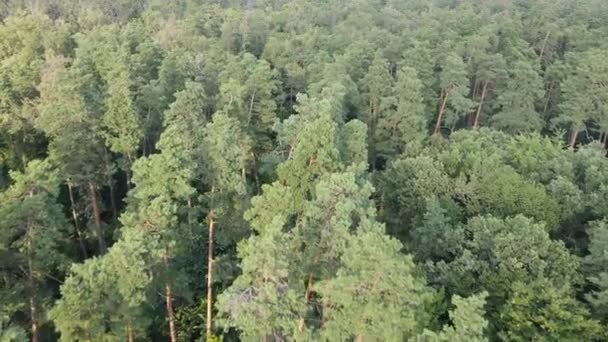 arbres dans la forêt pendant la journée 