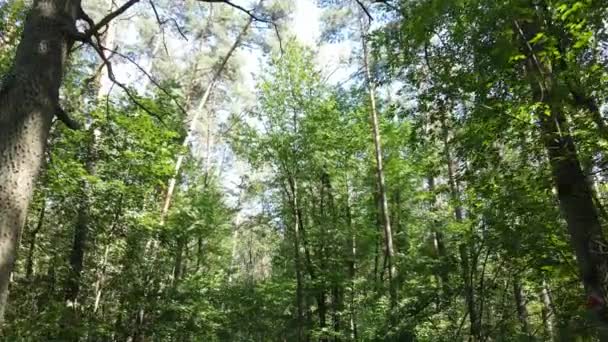 Arbres dans la forêt pendant la journée — Video