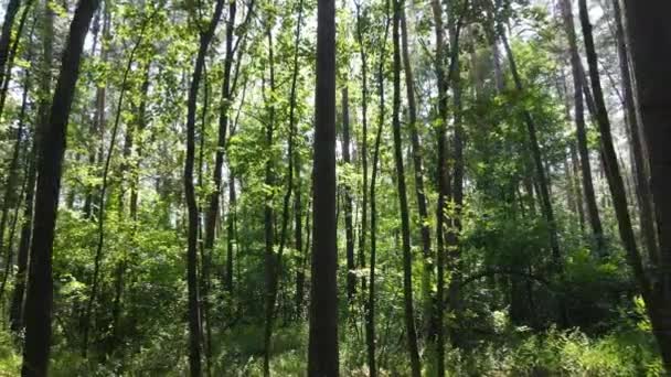 Alberi nella foresta durante il giorno — Video Stock