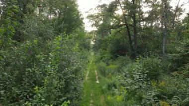 gün boyunca ormandaki ağaçlar