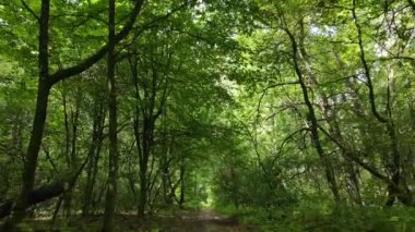 gün boyunca ormandaki ağaçlar