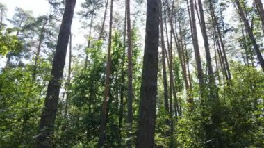 gün boyunca ormandaki ağaçlar