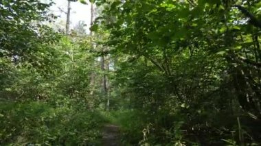 gün boyunca ormandaki ağaçlar