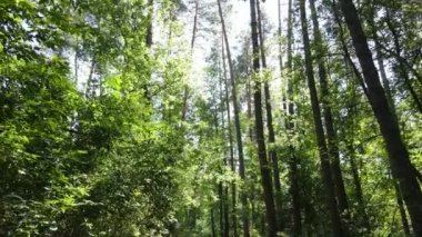 gün boyunca ormandaki ağaçlar