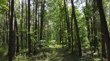 gün boyunca ormandaki ağaçlar