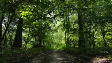 gün boyunca ormandaki ağaçlar