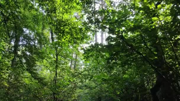 Arbres dans la forêt pendant la journée — Video