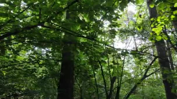 Arbres dans la forêt pendant la journée — Video