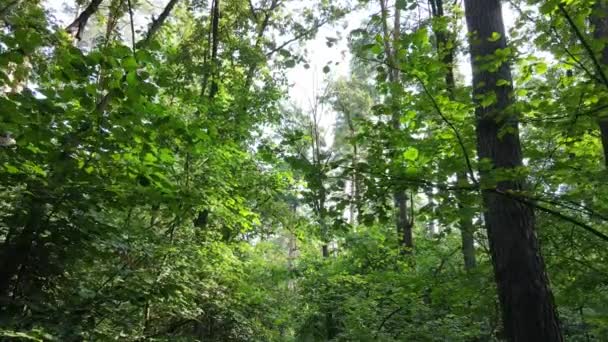 Arbres dans la forêt pendant la journée — Video