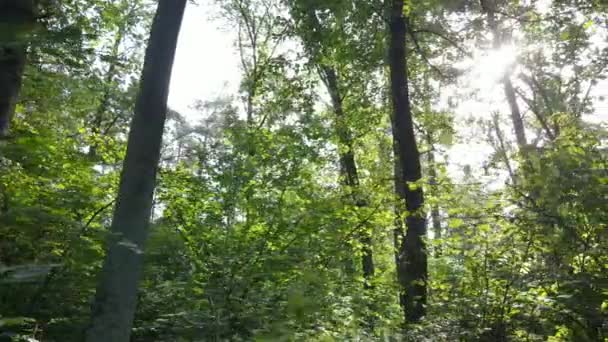 Arbres dans la forêt pendant la journée — Video