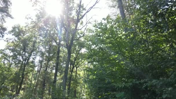 Bomen in het forest gedurende de dag — Stockvideo