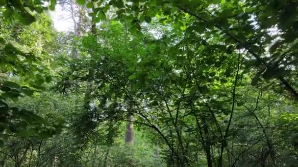 Arbres dans la forêt pendant la journée — Video