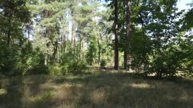 gün boyunca ormandaki ağaçlar