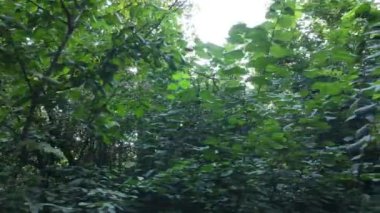 gün boyunca ormandaki ağaçlar