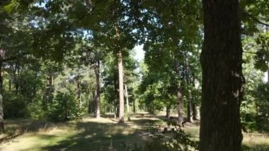 gün boyunca ormandaki ağaçlar