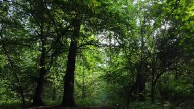 gün boyunca ormandaki ağaçlar