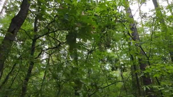 Árvores na floresta durante o dia — Vídeo de Stock