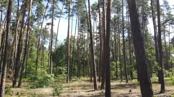 Träden i skogen under dagen — Stockvideo