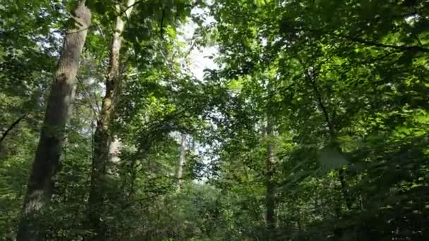 Gün boyunca ormandaki ağaçlar — Stok video