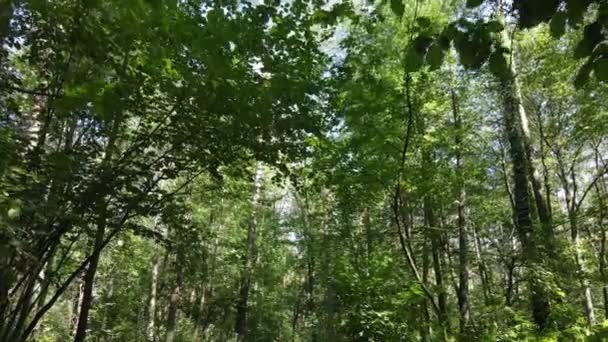 Alberi nella foresta durante il giorno — Video Stock