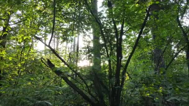 Bomen in het forest gedurende de dag — Stockvideo