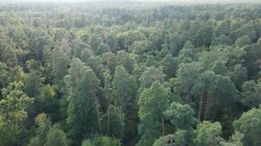 gün boyunca ormandaki ağaçlar