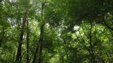 gün boyunca ormandaki ağaçlar