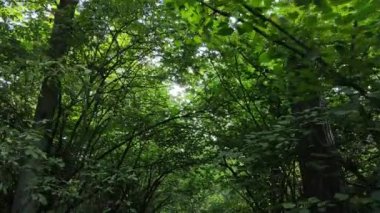 gün boyunca ormandaki ağaçlar