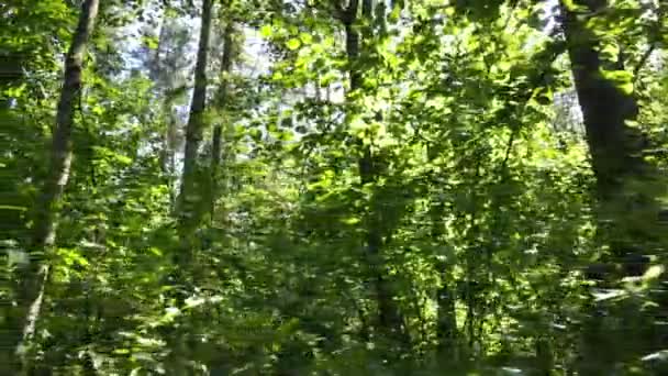 Bäume im Wald tagsüber — Stockvideo