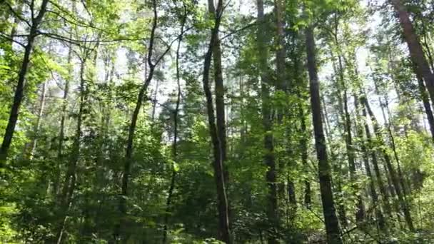 Дерева в лісі протягом дня — стокове відео