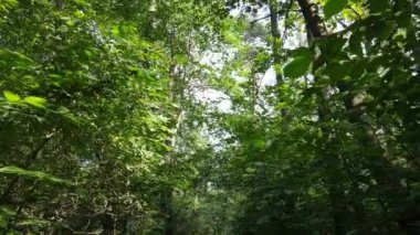 gün boyunca ormandaki ağaçlar