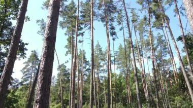 gün boyunca ormandaki ağaçlar