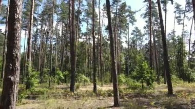 gün boyunca ormandaki ağaçlar