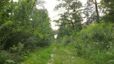 gün boyunca ormandaki ağaçlar