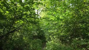 gün boyunca ormandaki ağaçlar