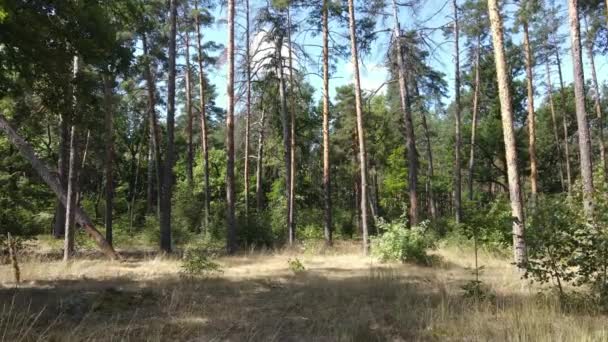 Bomen in het forest gedurende de dag — Stockvideo